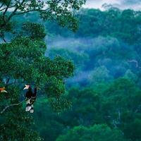 pihak-pihak-yang-dirugikan-dari-kebakaran-hutan