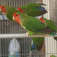 lovebird-lovers