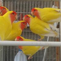 lovebird-lovers