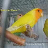 lovebird-lovers