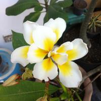 plumeria