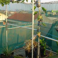 kampung-anggur----part-2