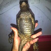 93787769378776937rumah-baru-untuk-varanus-lover-93787769378776937