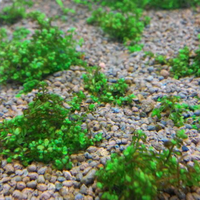 aquascape-for-everyone-learning-and-sharing---part-1