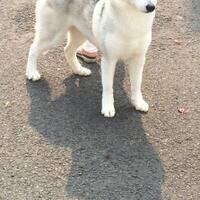 new-siberian-husky-lovers---read-page-1-for-update---part-2