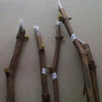 kampung-anggur----part-2