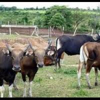 tujuh-kebodohan-indonesia-versi-malaysia-fakta