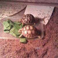 93787769378776937-all-about-tortoise-93787769378776937---part-3