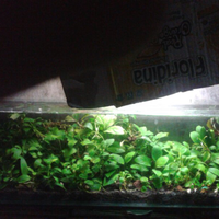 aquascape-for-everyone-learning-and-sharing---part-1