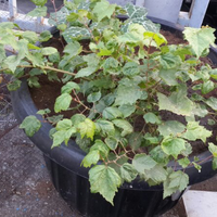 kampung-anggur----part-2