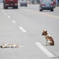 anjing-ini-6-jam-menunggu-pasangannya-yang-telah-tertabrak-mobil