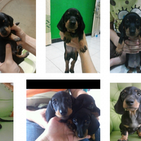 dachshund-lovers----part-2