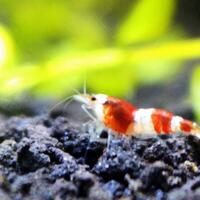 all-about-shrimp-red-cherry-red-bee-black-bee-neocaridina-caridina-dll
