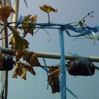 kampung-anggur----part-2