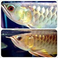 arowana--new-thread----part-1