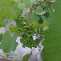 kampung-anggur----part-2