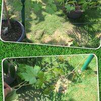 kampung-anggur----part-2