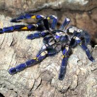 25-jenis-laba-laba-ini-tidak-seram-bukan