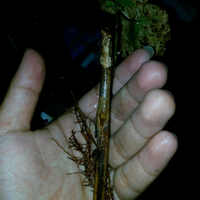 kampung-anggur----part-2