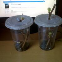 kampung-anggur----part-2