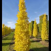 tahukah-agan-bahwa-krtas-setipis-selebar-apapun-tdak-bisa-di-lipat-lebih-dari-11-kali