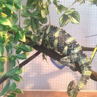 all-about-chameleon