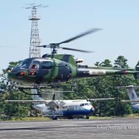 si-musang-telah-terbang