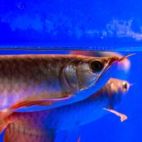 arowana--new-thread----part-1