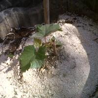 kampung-anggur----part-2