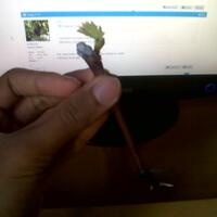 kampung-anggur----part-2