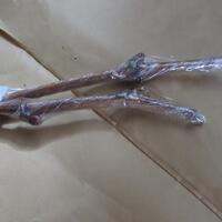 kampung-anggur----part-2