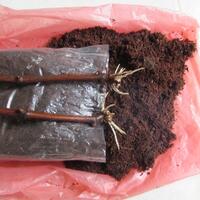 kampung-anggur----part-2