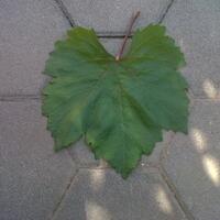 kampung-anggur----part-2