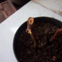 kampung-anggur----part-2