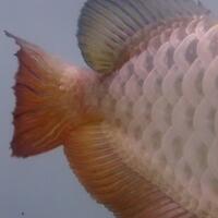 arowana--new-thread----part-1