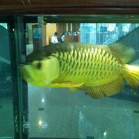 arowana--new-thread----part-1