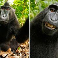 jangan-terkecoh-mulut-besar-ahok-cuma-alihkan-isu-tutupi-korupsi-jokowi