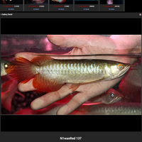 arowana--new-thread----part-1