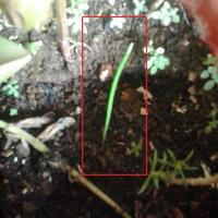 lily-hujan--rain-lily--zephyranthes