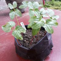 yang-suka-morning-glory-gabung-yuk---part-1