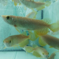 arowana--new-thread----part-1