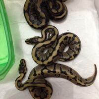 ball-python-python-regius-lovers-masuk-sininew-home---part-1