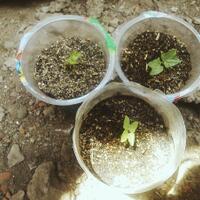 yang-suka-morning-glory-gabung-yuk---part-1