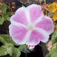 yang-suka-morning-glory-gabung-yuk---part-1