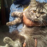 maine-coon-lovers-come-here