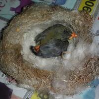 973397339733-yang-tanya-masuk-sini-semua-burung-973397339733