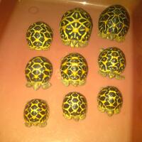 93787769378776937-all-about-tortoise-93787769378776937---part-3