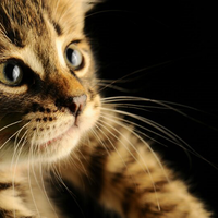 dimana-asmirandah-dan-jonas-rivanno-sekarang