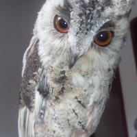 thread-khusus-burung-hantu-owl-kaskus---part-5