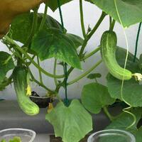 new-all-about-hidroponik